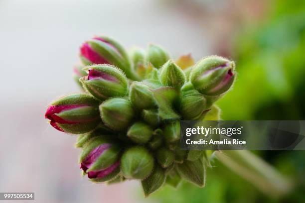 new geranium blooms - amelia stockfoto's en -beelden