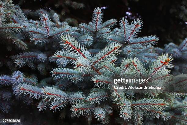 yevpatoriya,ukraine - halicampus macrorhynchus peixe cachimbo fantasma - fotografias e filmes do acervo
