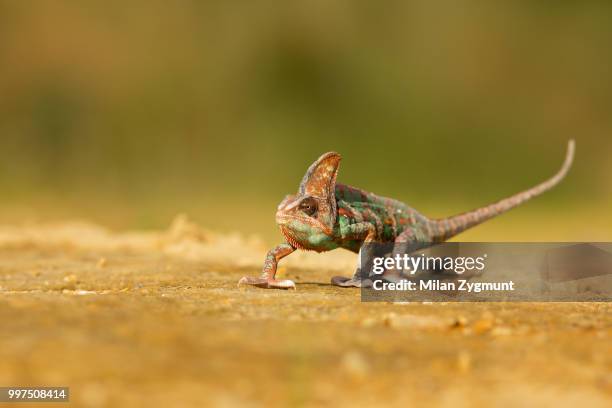 veiled chameleon - veiled chameleon stock pictures, royalty-free photos & images