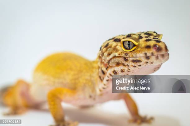 leopard gecko - leopard gecko stock pictures, royalty-free photos & images