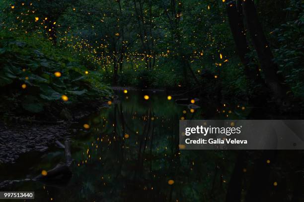 fireflies and river - glowworm fotografías e imágenes de stock