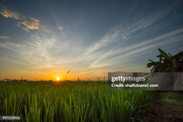 sunrise over paddy field - shaifulzamri fotografías e imágenes de stock