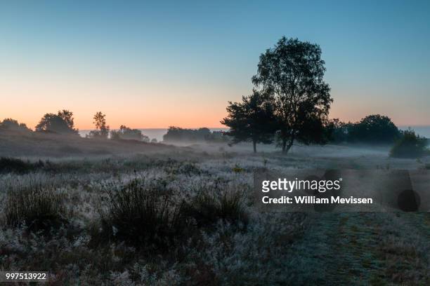 misty twilight bergerheide - william mevissen stock pictures, royalty-free photos & images