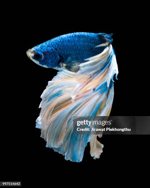 boy with pearl earring - pampered pets stock pictures, royalty-free photos & images