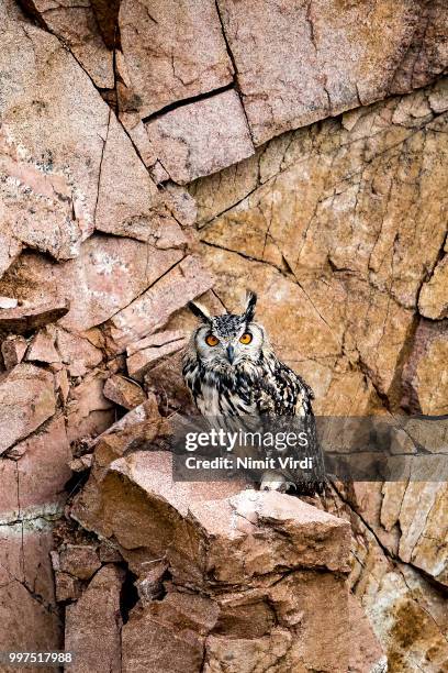 rock eagle owl - assiolo americano foto e immagini stock