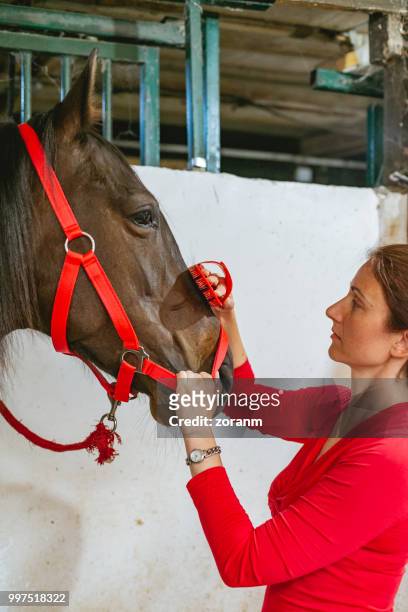 woman brushing horse head - zoranm imagens e fotografias de stock