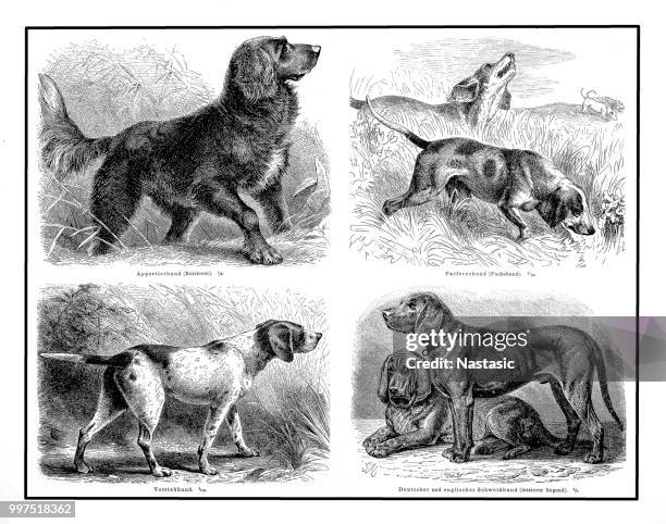 dogs (hunting dogs) - dog line art stock illustrations