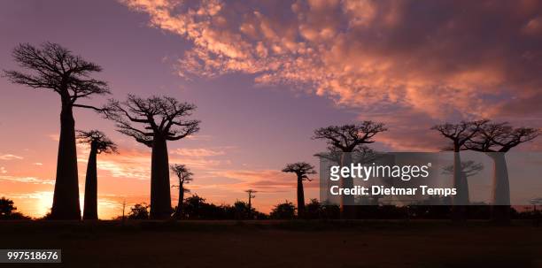 avenue of the baobabs, madagascar - dietmar temps stock-fotos und bilder