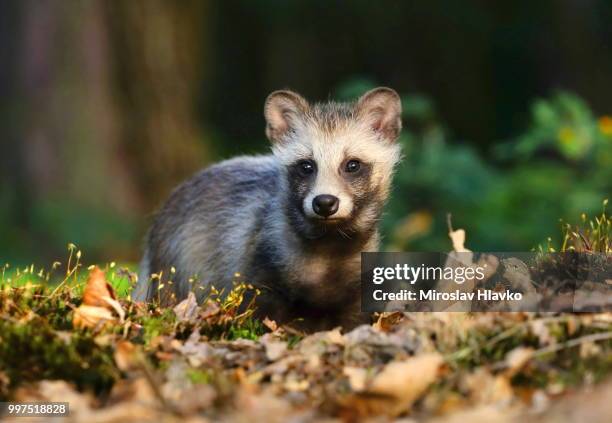 raccoon doggy nyctereutes procyonoides - tanuki stock pictures, royalty-free photos & images