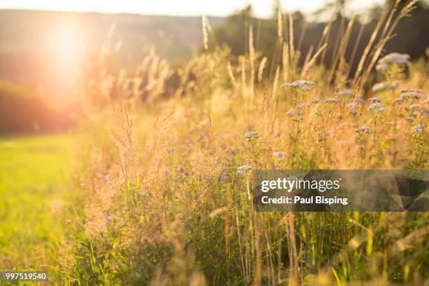 golden hour - bisping stock pictures, royalty-free photos & images