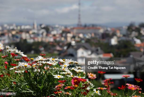 daisy blossoming with city background - tat stock pictures, royalty-free photos & images