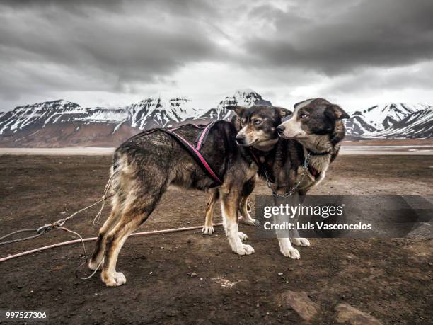 svalbard huskies - svalbard e jan mayen - fotografias e filmes do acervo