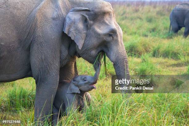 a moment beyond words - asian elephant stock pictures, royalty-free photos & images