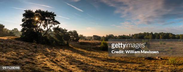 panorama - sunrise bergerheide - william mevissen stock pictures, royalty-free photos & images