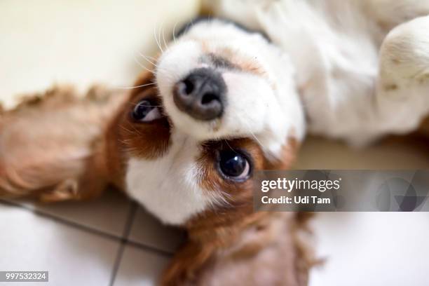 cavalier king charles spaniel - cavalier king charles spaniel 個照片及圖片檔