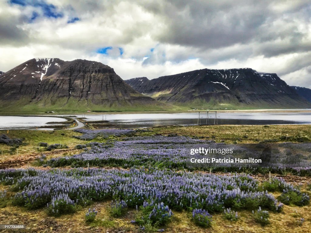 Lupins, lupinus nootkatensis, in Iceland