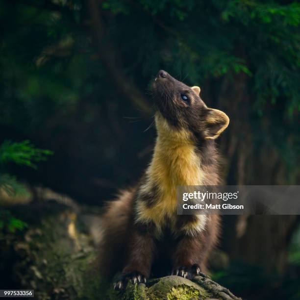 stunning pine martin martes martes on branch in tree - martes stock pictures, royalty-free photos & images