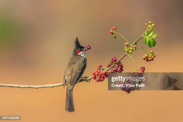 lunch time !! - vijay stock pictures, royalty-free photos & images