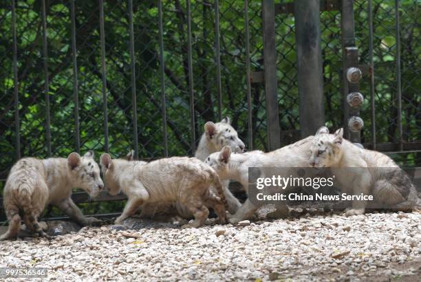 White tiger quintuplets play at Wild World Jinan on July 10, 2018 in Jinan, Shandong Province of China. White tiger quintuplets turned one hundred...