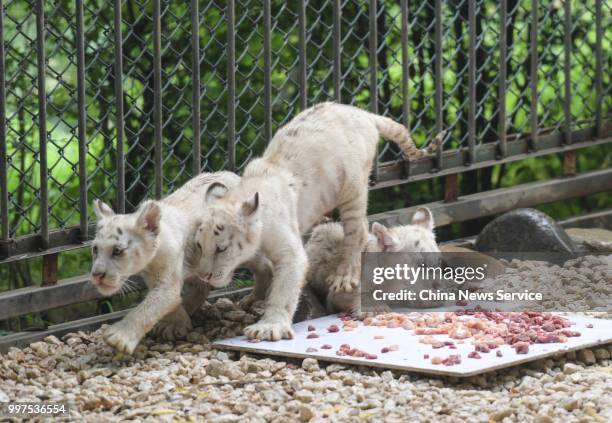 White tiger quintuplets play at Wild World Jinan on July 10, 2018 in Jinan, Shandong Province of China. White tiger quintuplets turned one hundred...