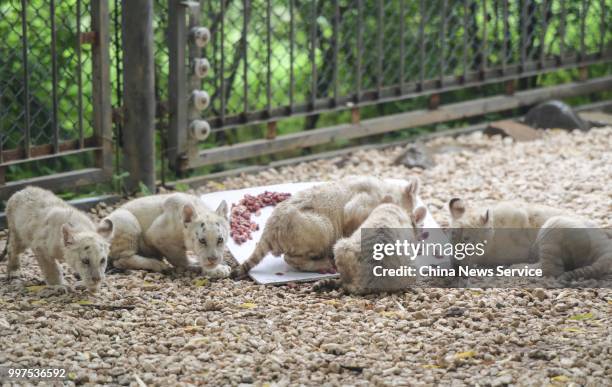 White tiger quintuplets play at Wild World Jinan on July 10, 2018 in Jinan, Shandong Province of China. White tiger quintuplets turned one hundred...