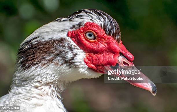 roskillys farm duck - muscovy duck stockfoto's en -beelden