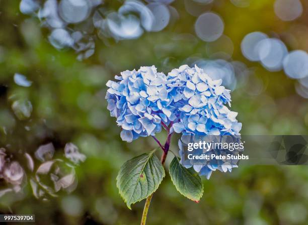 roskillys farm hydrangea - stubbs stock pictures, royalty-free photos & images