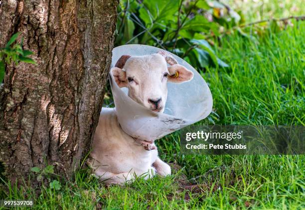 poorly kid (goat) - stubbs stock pictures, royalty-free photos & images