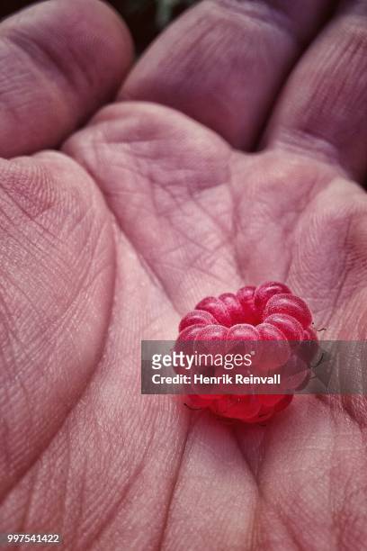 look, it's a raspberry! - comportamientos de la flora fotografías e imágenes de stock
