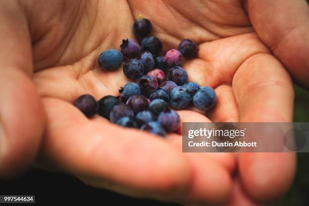 mountain blueberries - dustin abbott - fotografias e filmes do acervo