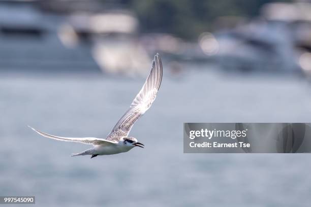 bird in flight - black-naped tern juvenile (sterna sumatrana) - black bird stock pictures, royalty-free photos & images