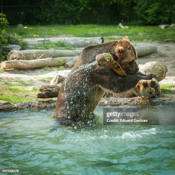 grizzly bear shakes water after a swim in the lake at the zoo - water bear stock pictures, royalty-free photos & images