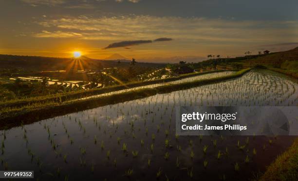 jatiluwih rice terraces - jatiluwih rice terraces stock pictures, royalty-free photos & images