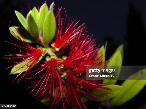 fame baby - bottlebrush stock pictures, royalty-free photos & images