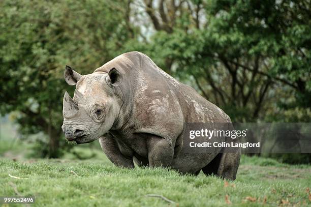 Rhinocerous High-Res Stock Photo