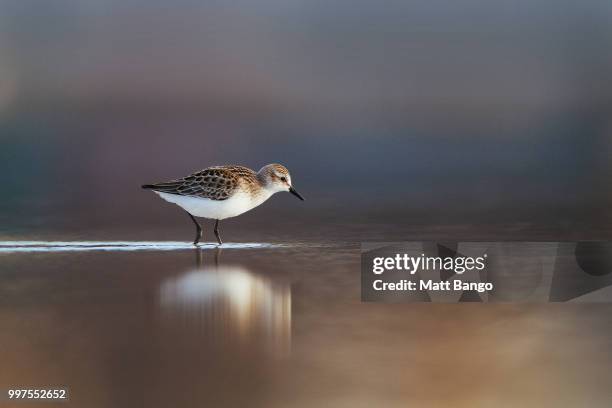 semipalmated sandpiper - correlimos tridáctilo fotografías e imágenes de stock