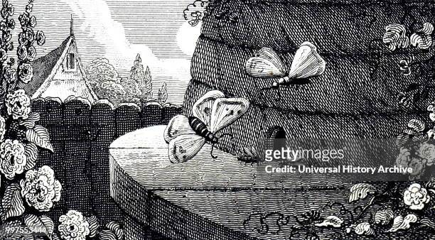 Engraving depicting worker bees guarding the mouth of a hive to prevent the entrance of a moth. Dated 19th century.