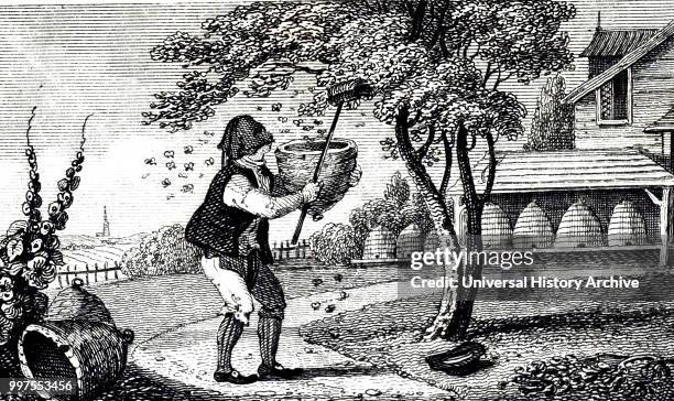 Engraving depicting a bee-keeper collecting a swarm of bees. Dated 19th century.