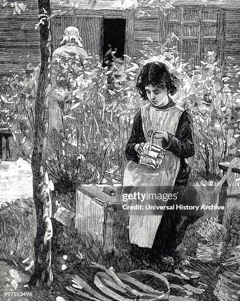 Engraving depicting a young girl making punnets for strawberries. This was a family occupation in which small girls and grandmothers did most of the...