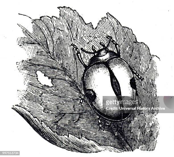 Engraving depicting an Australian ladybird, Novius koebeli, which was successfully introduced into California by the fruit growers to control aphids...