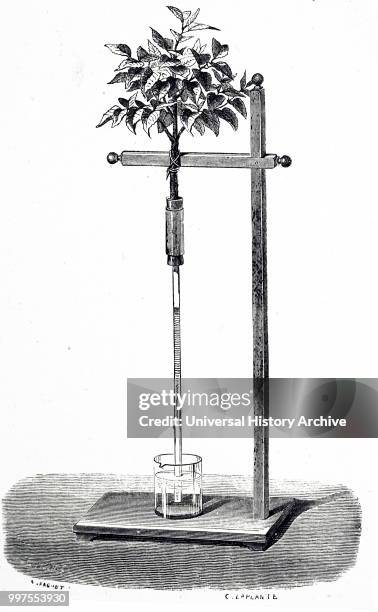 Engraving depicting Stephen Hales' experiment to demonstrate circulation in plants. Hales placed the stem of a vine in a long tube and observed that...