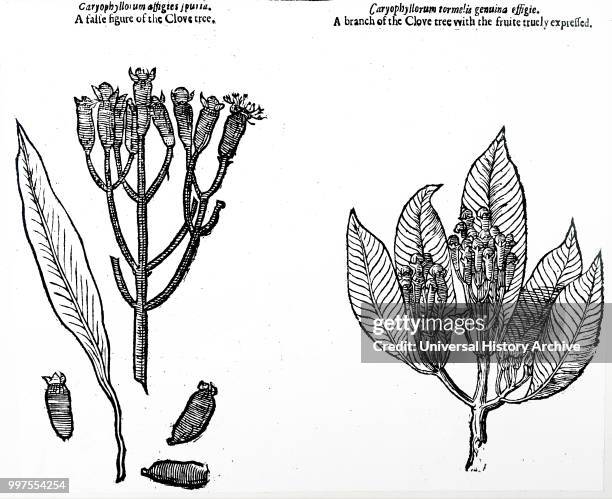 Botanical drawing of cloves: From John Parkinson; Theatrum Botanieum or The Theatre of Plantes; 1640.