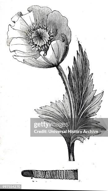 Drawing of a 19th century Opium Poppy alongside the two edged knife used in India to score the seed capsules 1835.