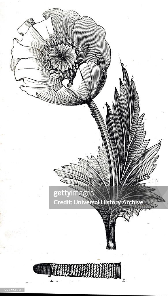 A 19th century Opium Poppy and a two edged knife.