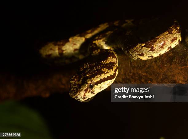 Malabar Python 2,701 Malabar Stock Photos, High-Res Pictures, and Images - Getty Images