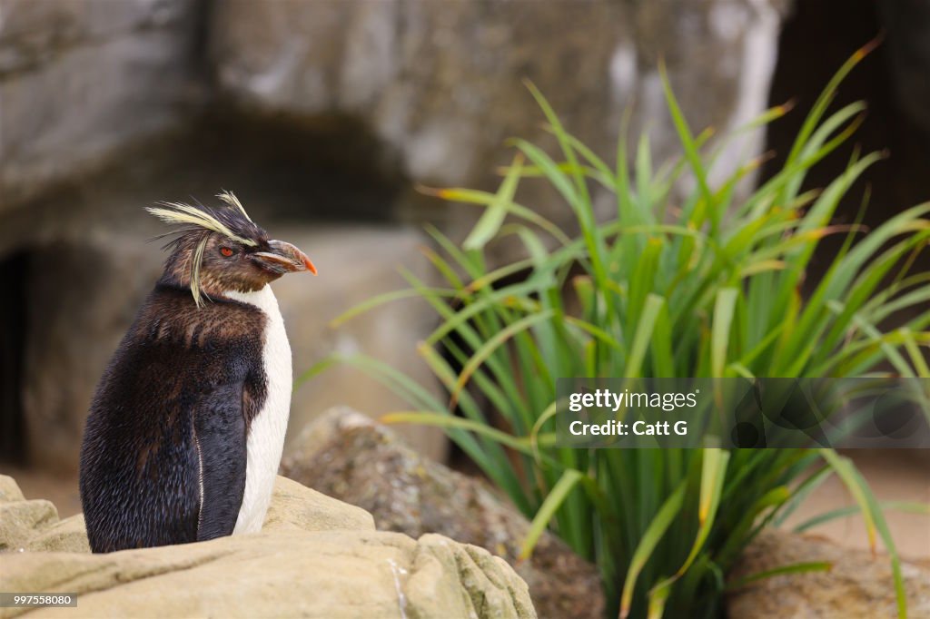Rockhopper rocking out