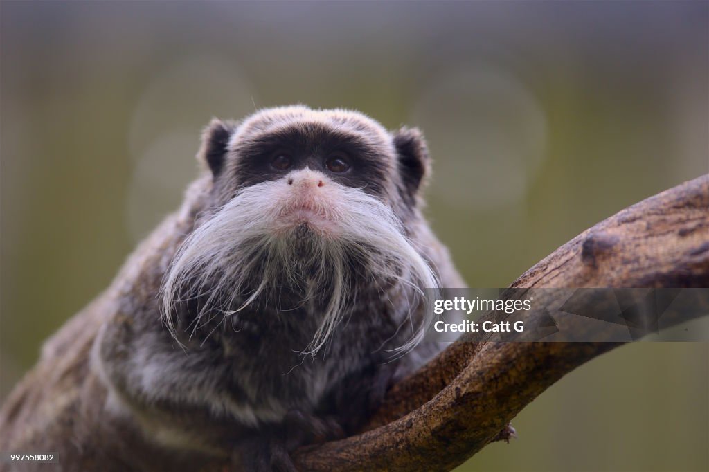 Emperor of the tamarins