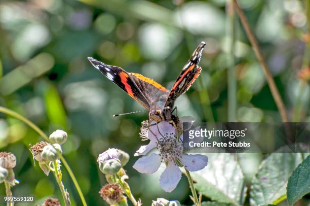 butterfly - stubbs stock pictures, royalty-free photos & images