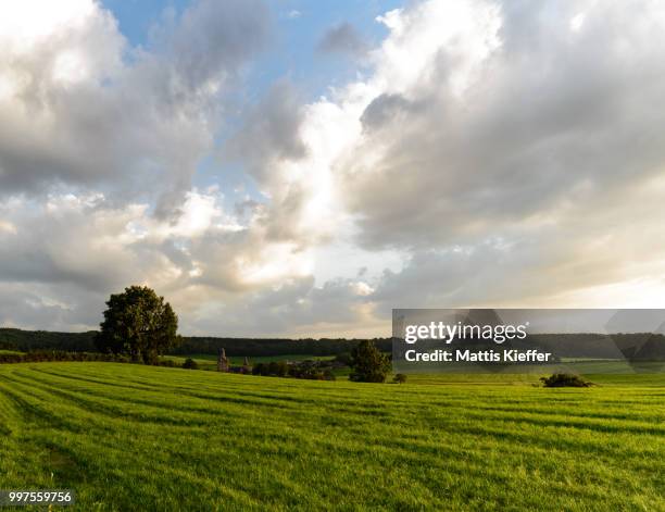 belgian summer - mattis stockfoto's en -beelden