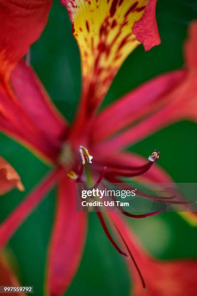 delonix regia anthers - delonix regia stock pictures, royalty-free photos & images